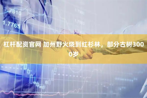 杠杆配资官网 加州野火烧到红杉林，部分古树3000岁